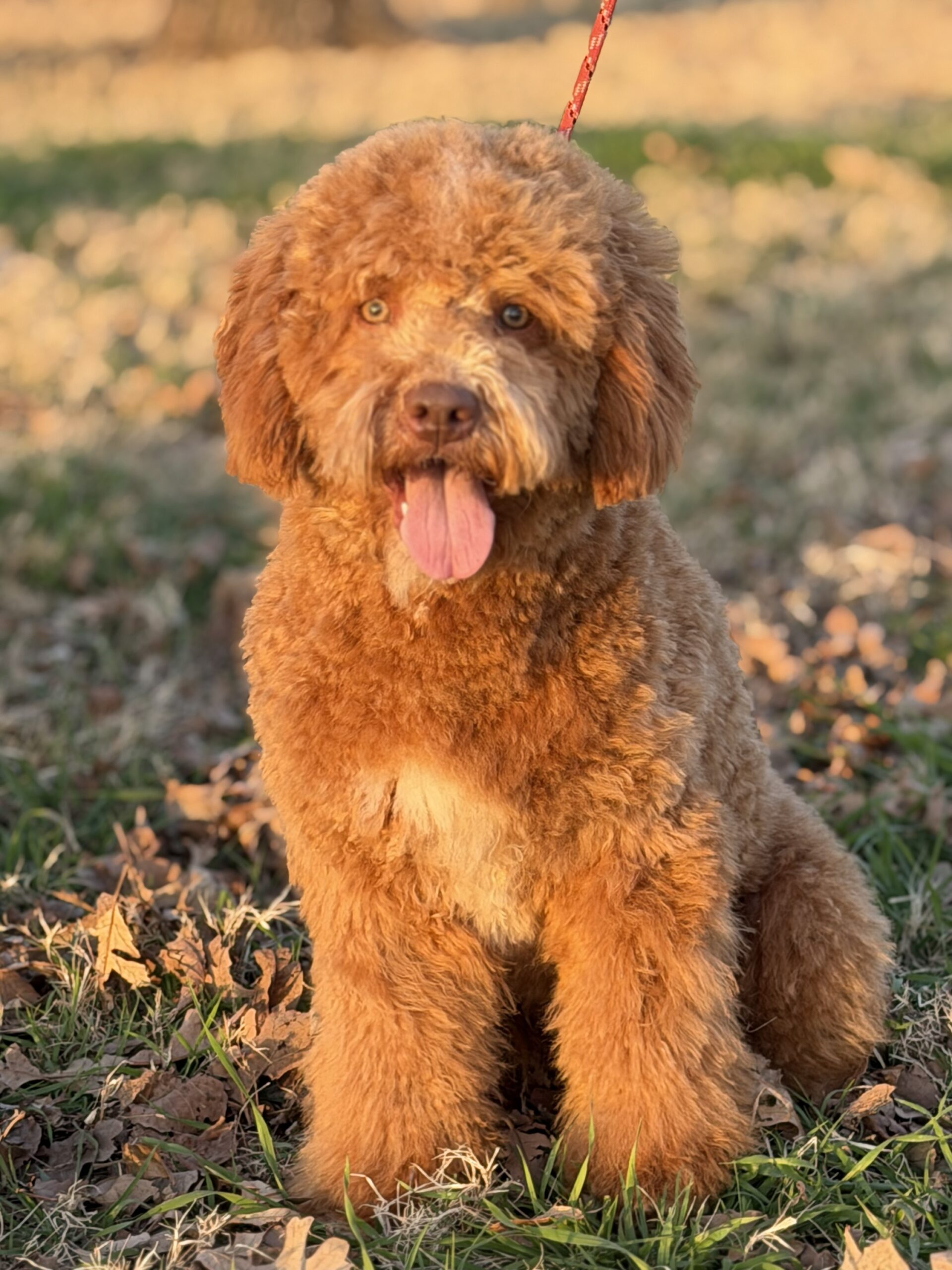 Portrait of Theadore, one of the latest puppies.